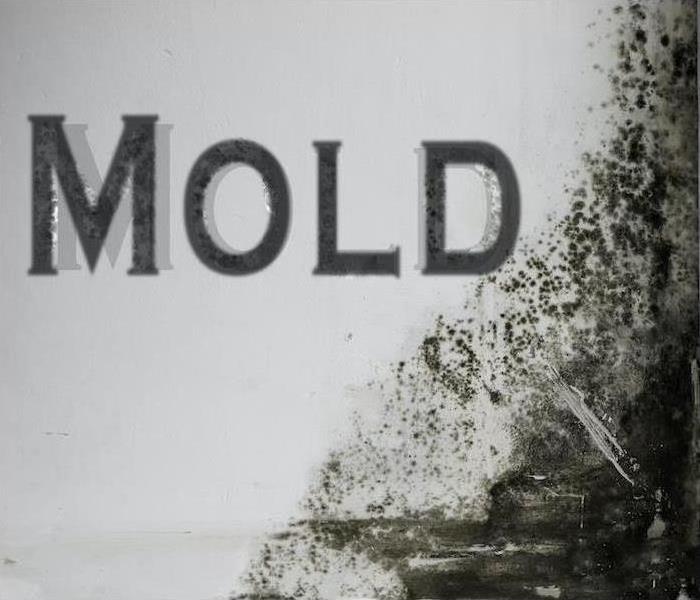 mold lettering on wall by infestation